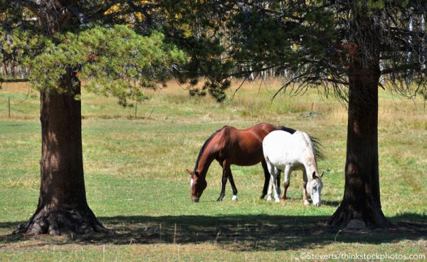 Field Kept Ponies