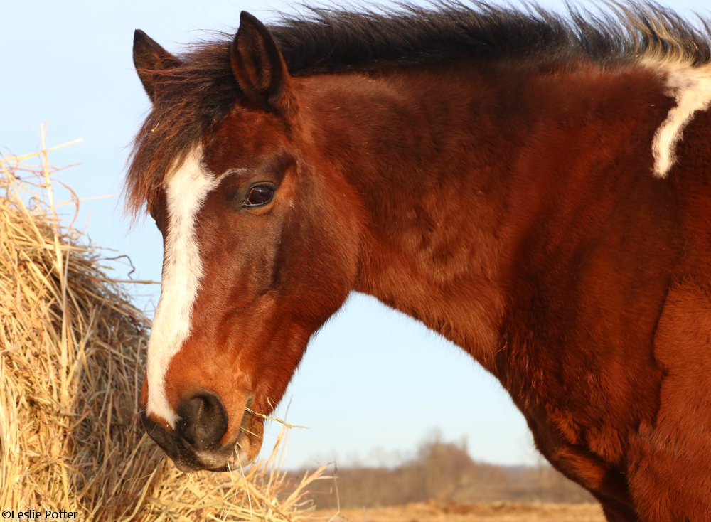 Pony eating hay from a roundbale