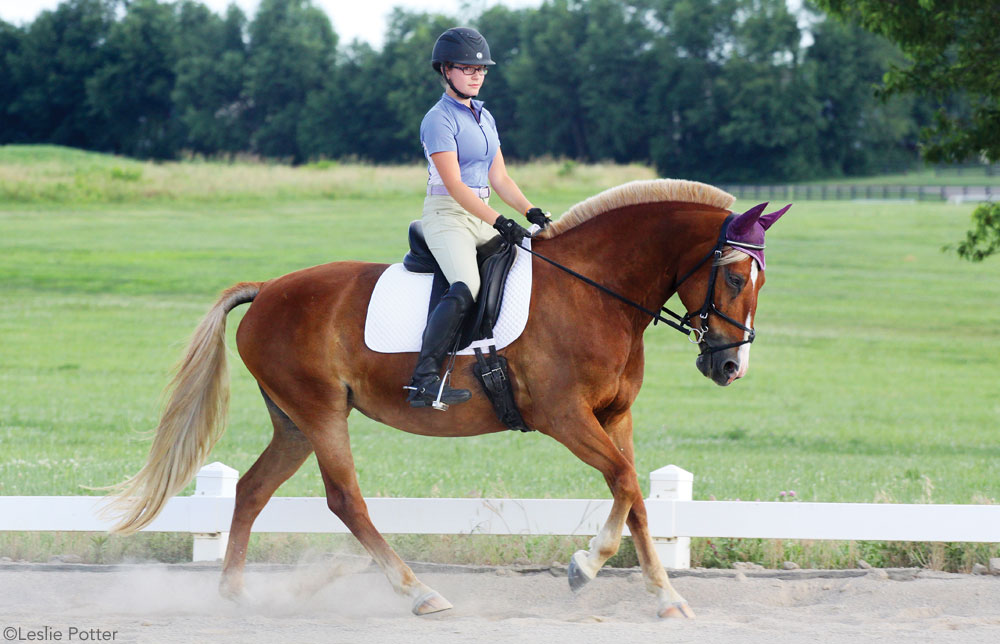 Pony dressage schooling