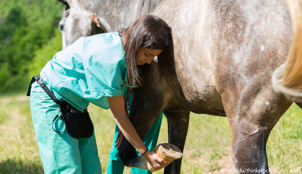 Vet performing a flexion test