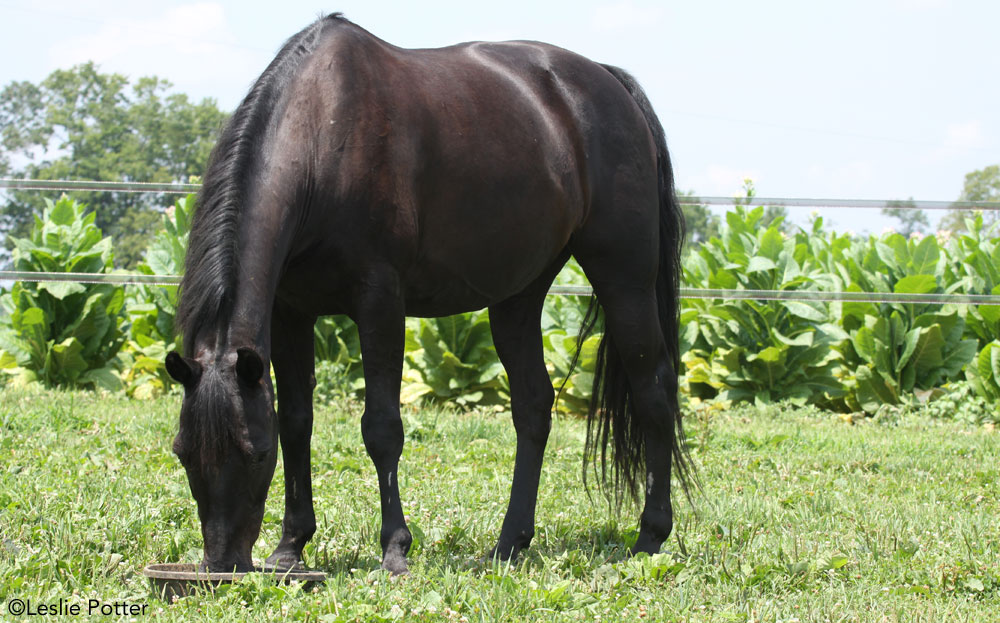 Horse eating grain in a field-horse career nutritionist