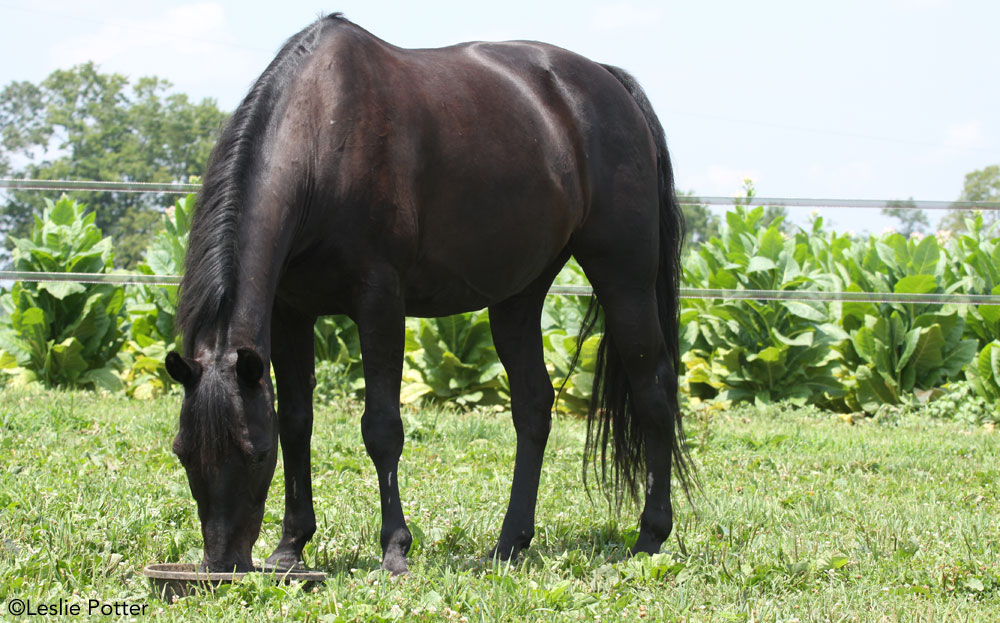 YR Career Files: Equine Nutritionist