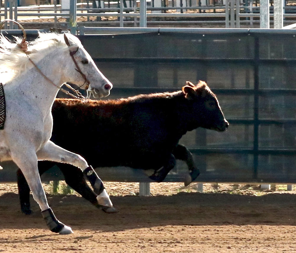 Arabian horse cutting