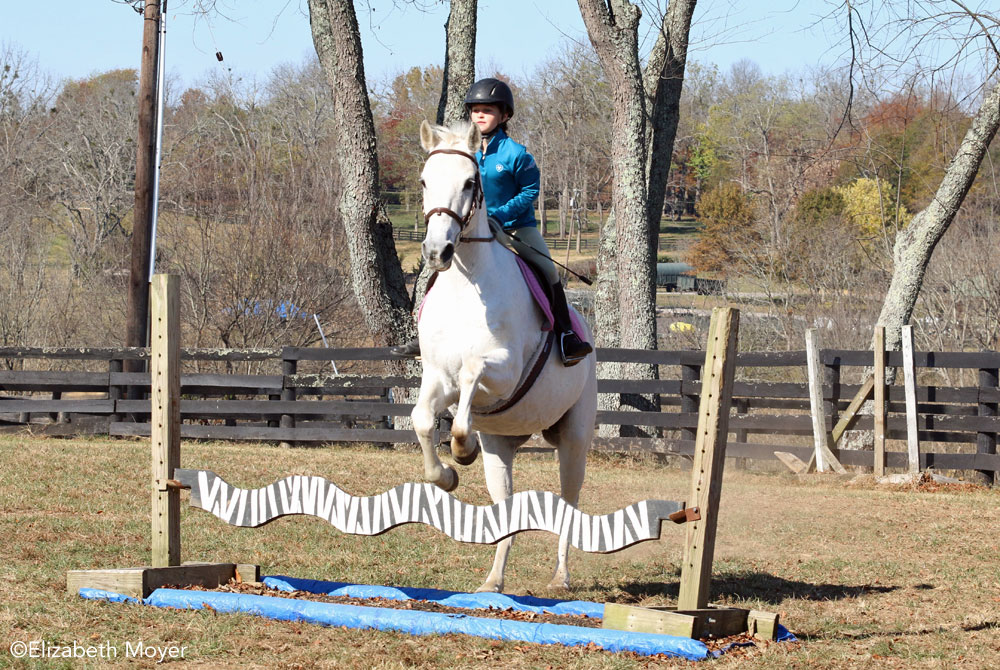 Horse jumping a striped jump-horse jump refusal