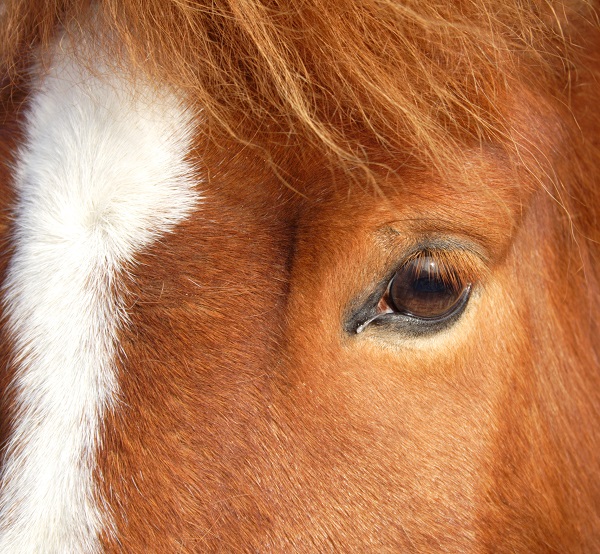 Closeup of a horse's eye