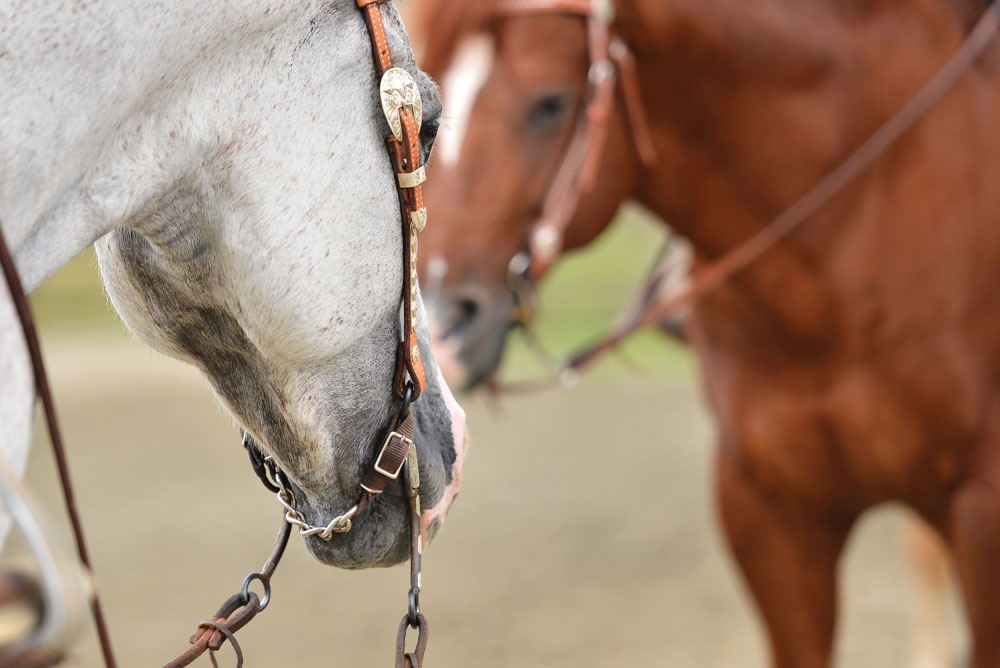 Horses in western bridles