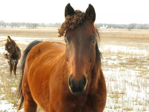 How to Remove Burrs from Your Horse's Mane and Tail