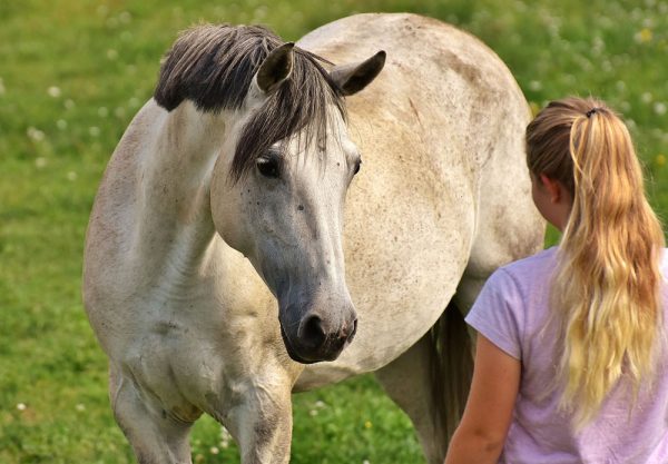 What You Need for Your New Horse