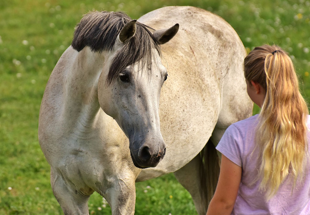Girl meeting a gray horse in the pasture