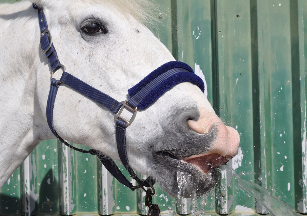 How to Cool Out Your Horse After a Ride