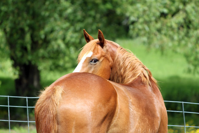 YR Career Files: Hands-on Horse Experience