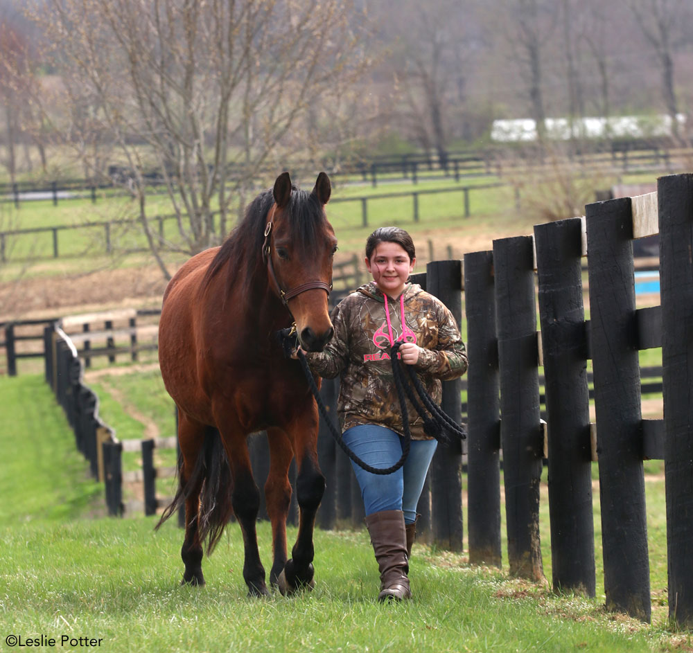 Kid leading a bay Morgan horse