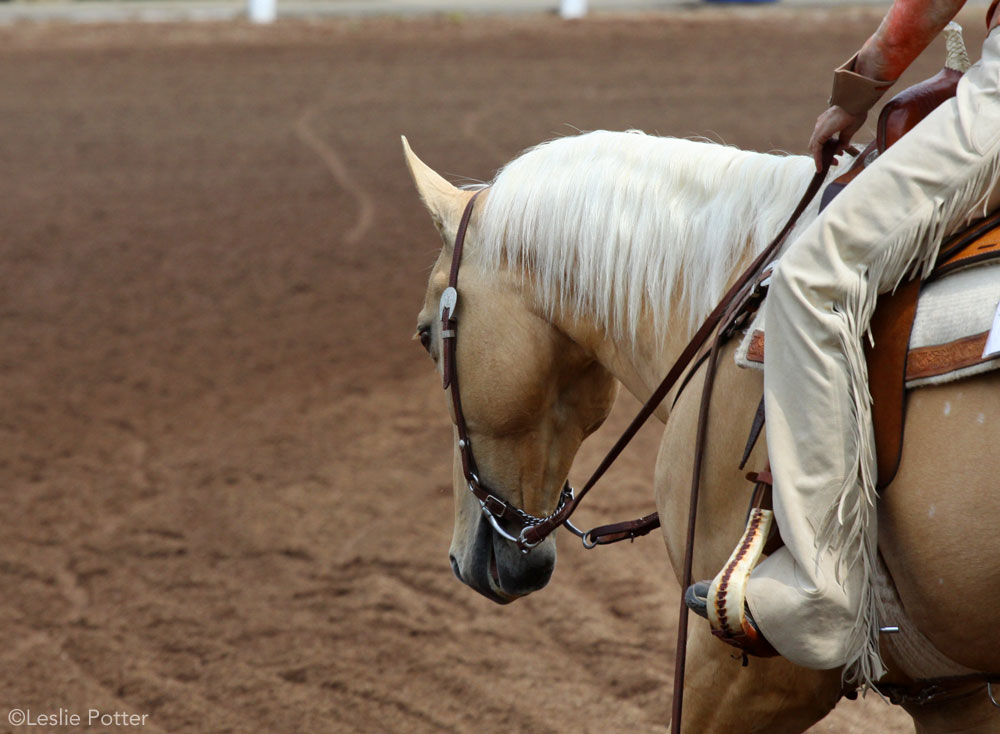 Palomino western horse