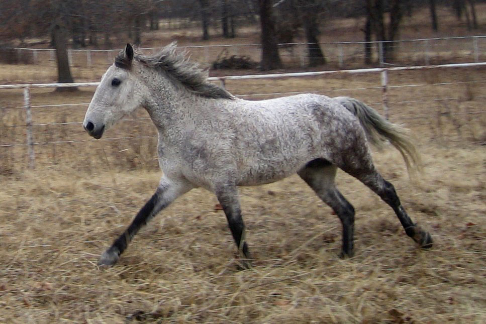 Curly horse cantering