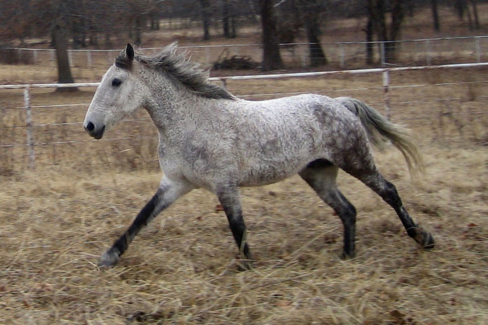 YR Breed Spotlight: Curly Cuties