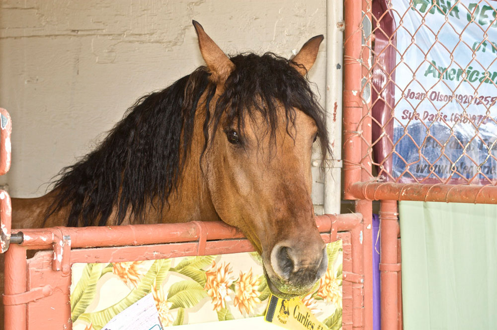 Curly horse in a stall