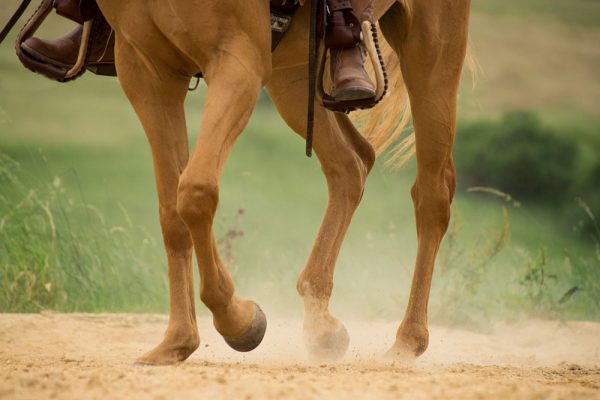 What Happens if a Horse Breaks a Leg?