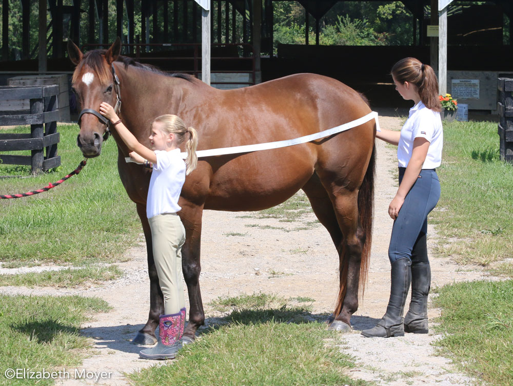Measuring a horse for a blanket