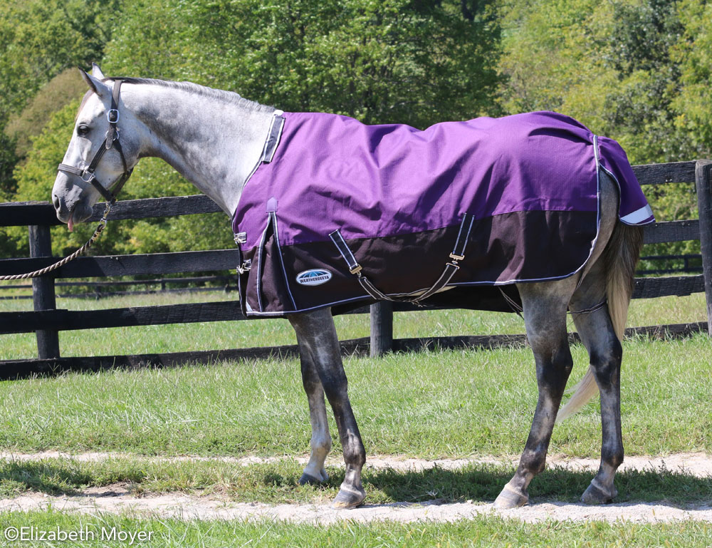 Horse in a blanket that is too small