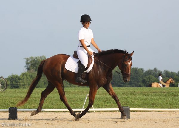What to Know Before Your First Dressage Show