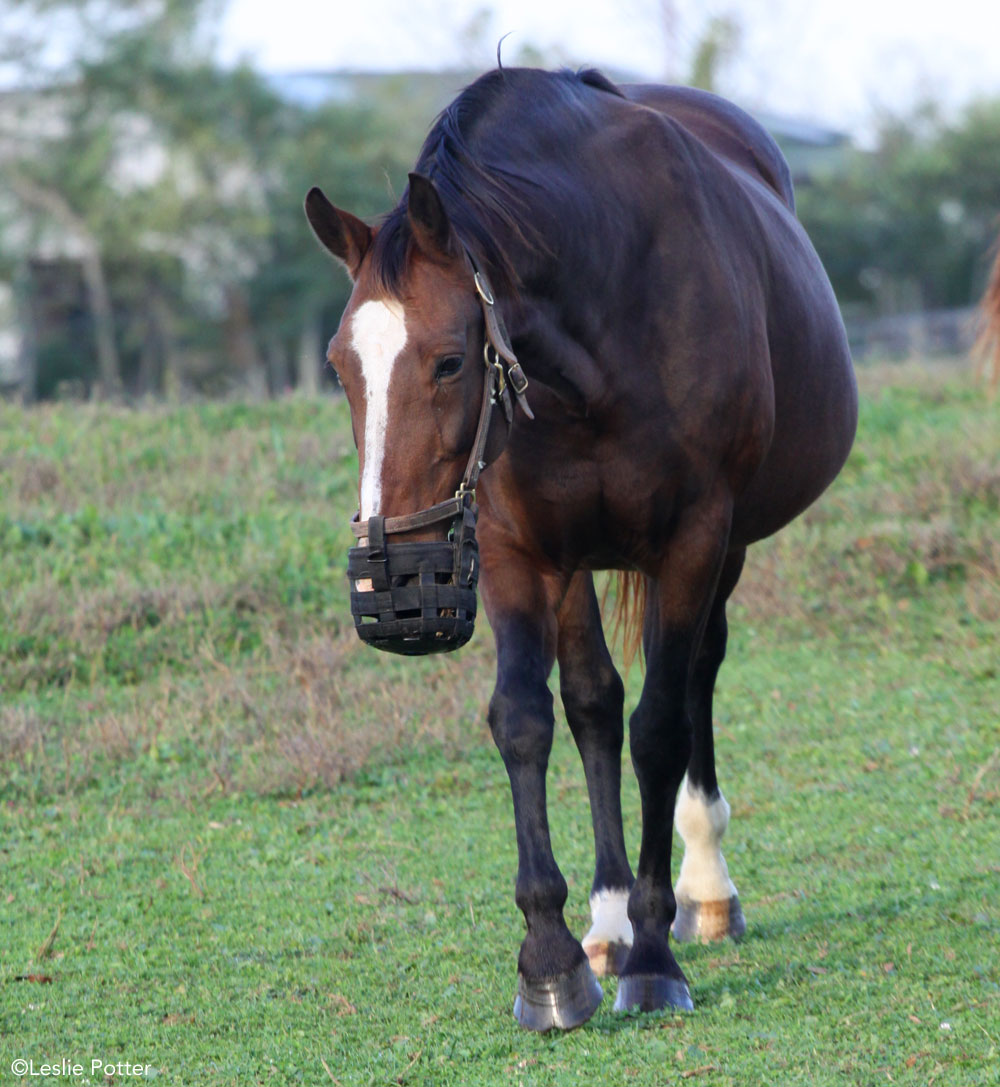 Overweight horse wearing a grazing muzzle