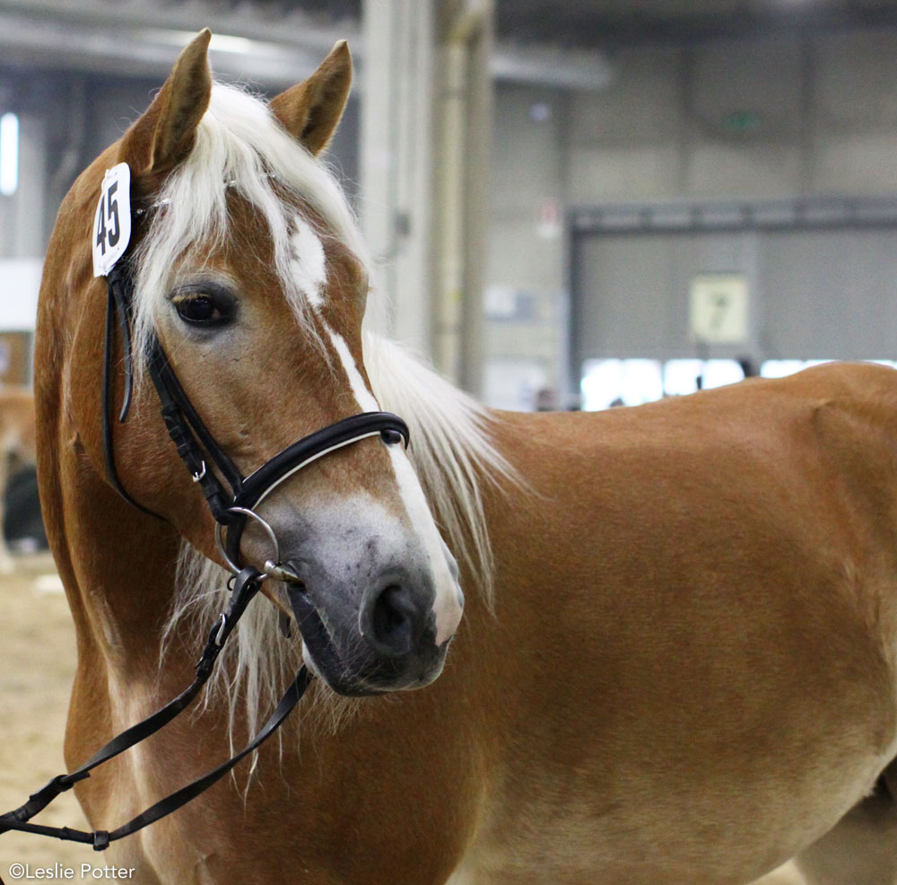 Happiness is a Haflinger