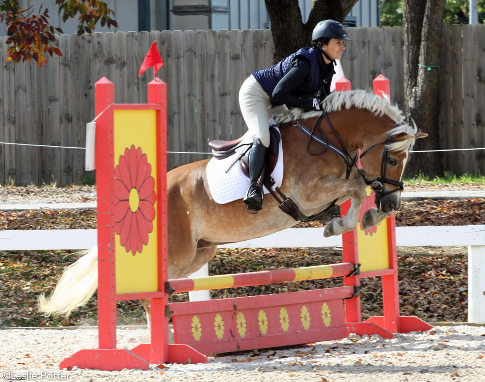 Haflinger horse jumping at a horse show