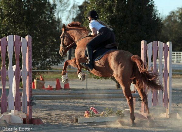 English Lesson: A Dozen Show Jumping Dos and Don'ts