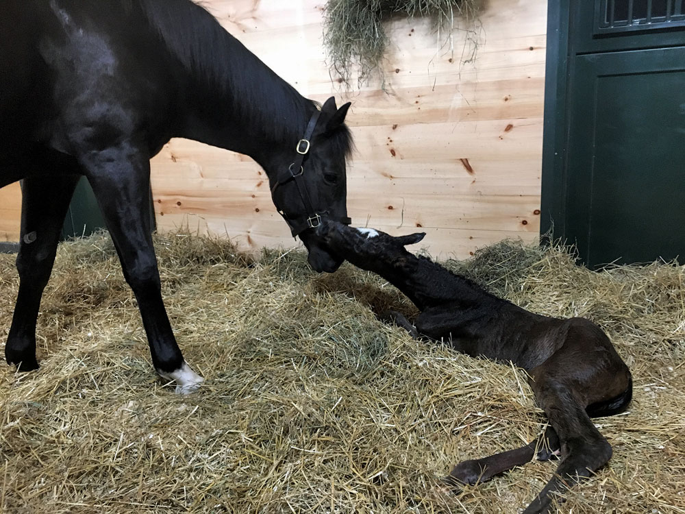 Foal patrol cameras capturing a Thoroughbred mare and newborn foal