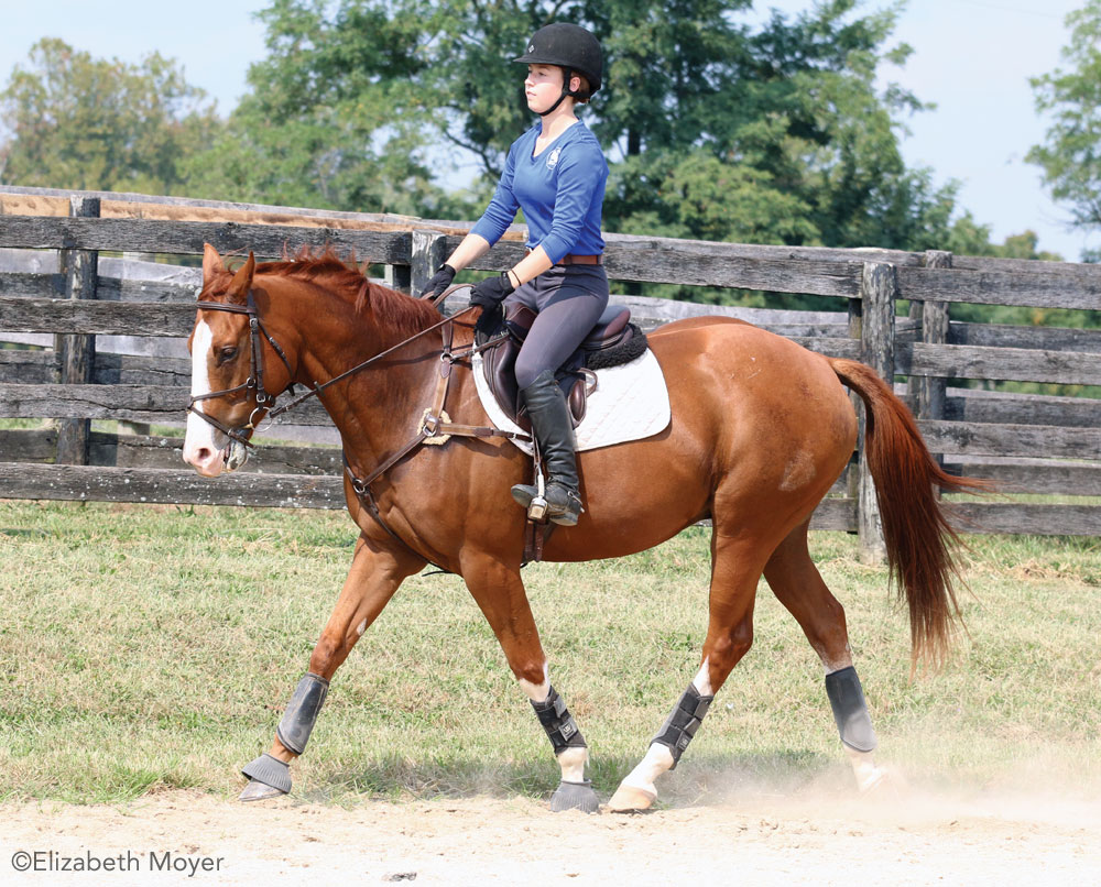 Trotting English horse