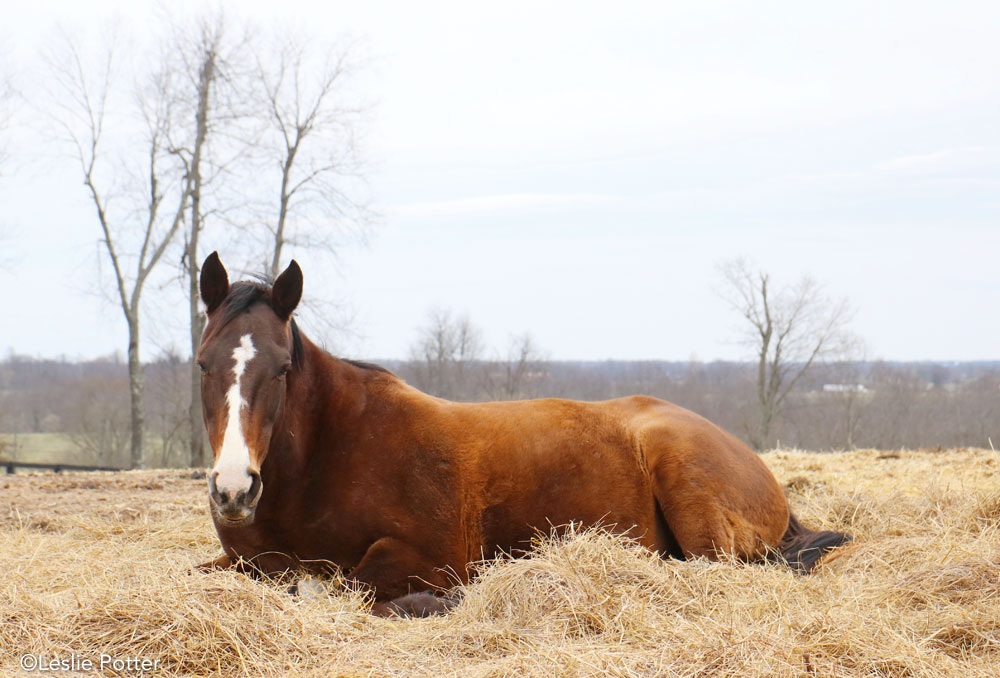 Sleeping Horse