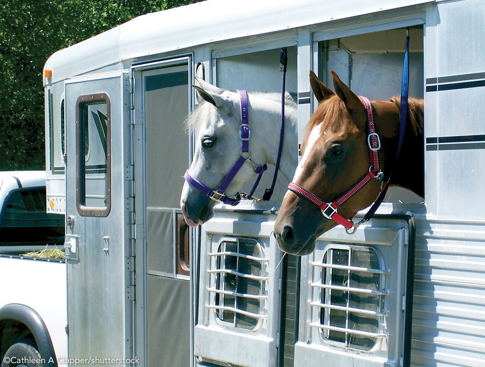 Horses in a trailer