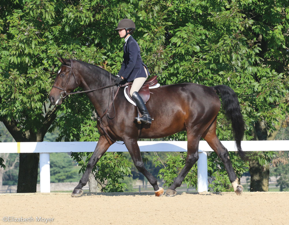 Young rider on a horse at a horse show