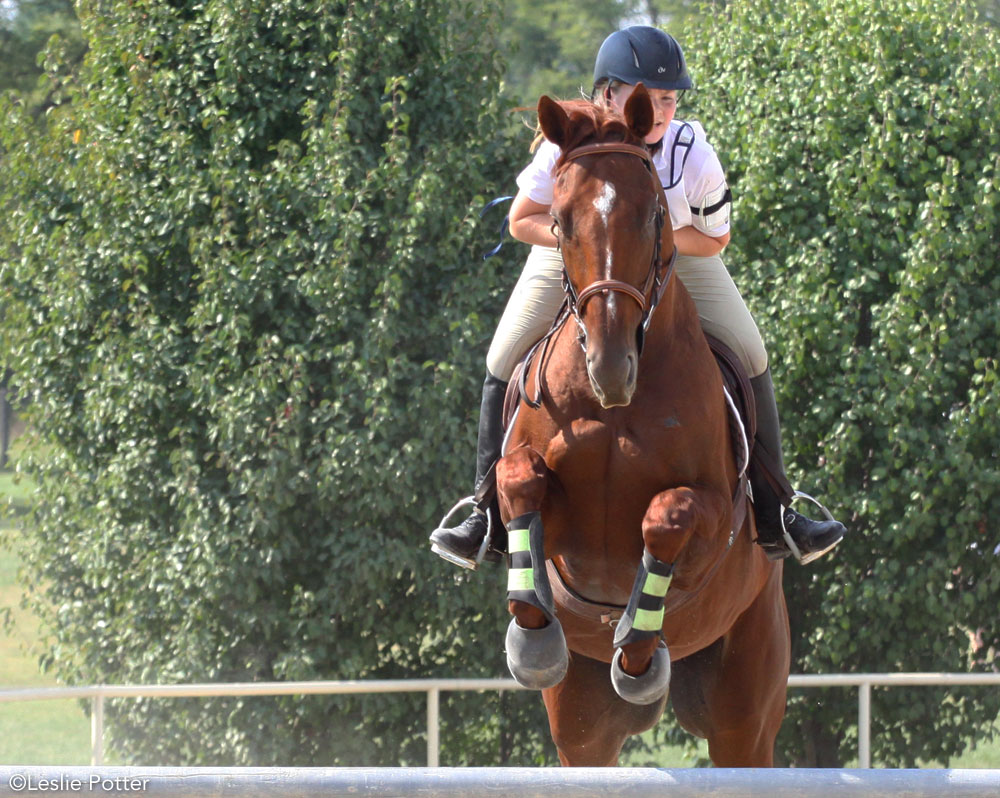 Horse wearing protective boots while jumping