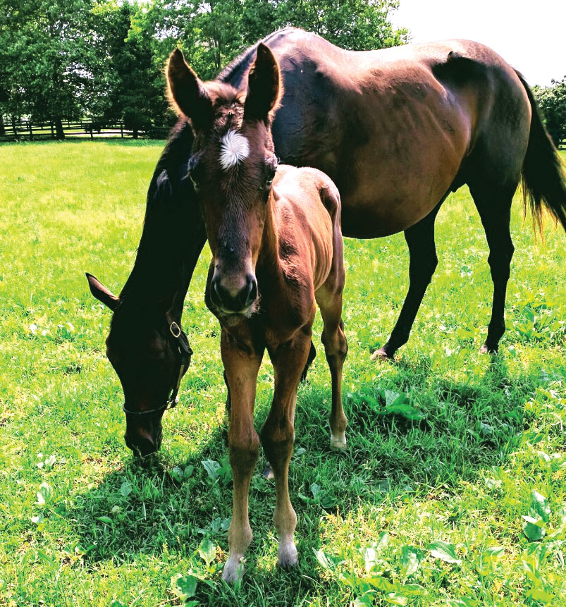 Thoroughbred mare Arravale with her 2018 colt by American Pharoah