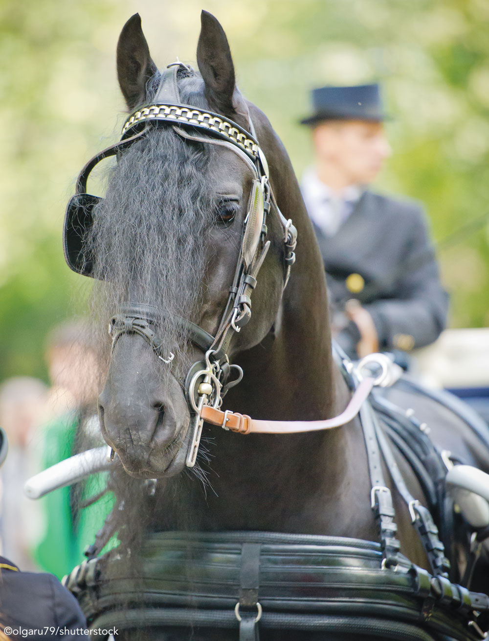 Friesian horse pulling a carriage