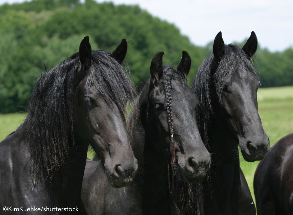 Young Friesian horses in a field