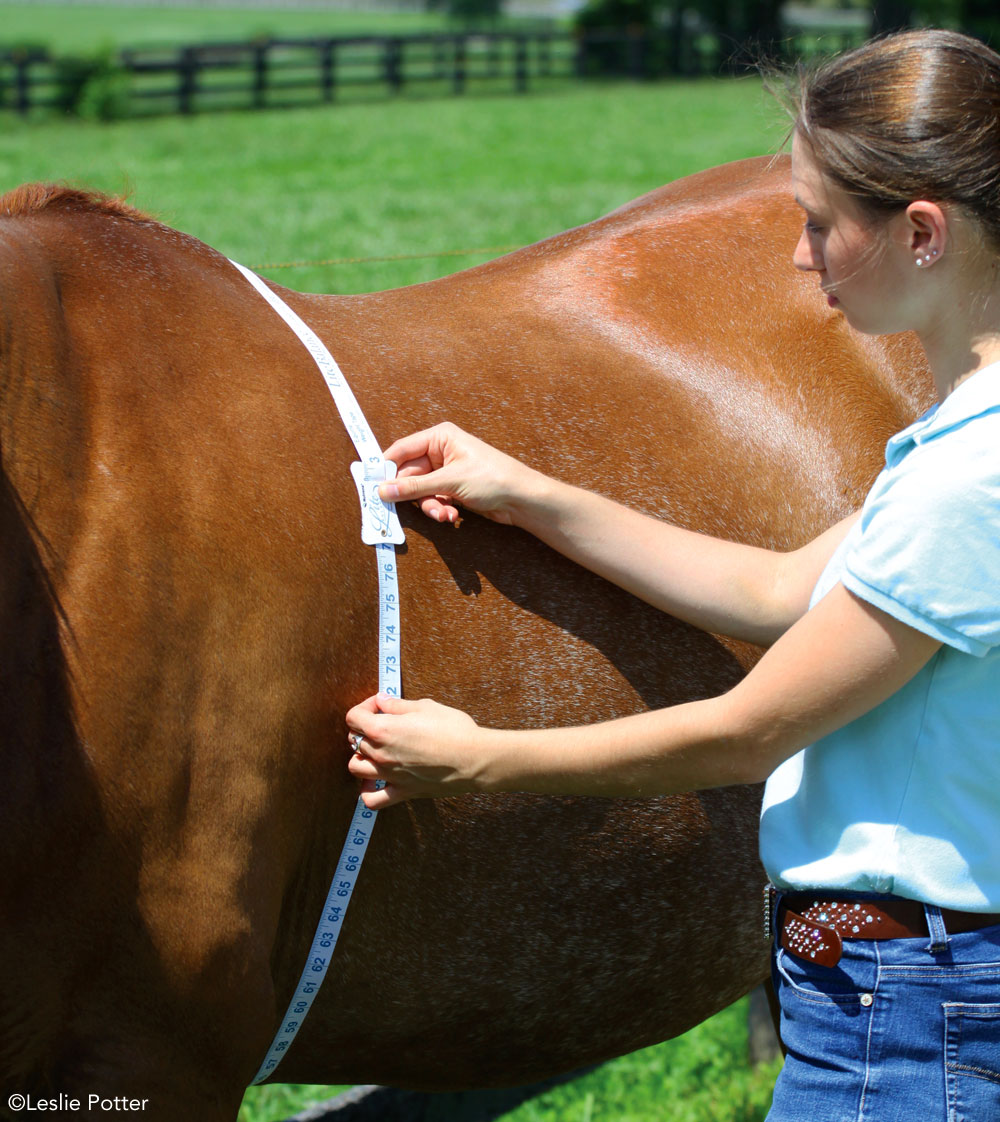 Measuring a horse's weight with a weight tape