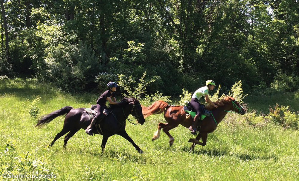 On the Trail with Morgan Horses