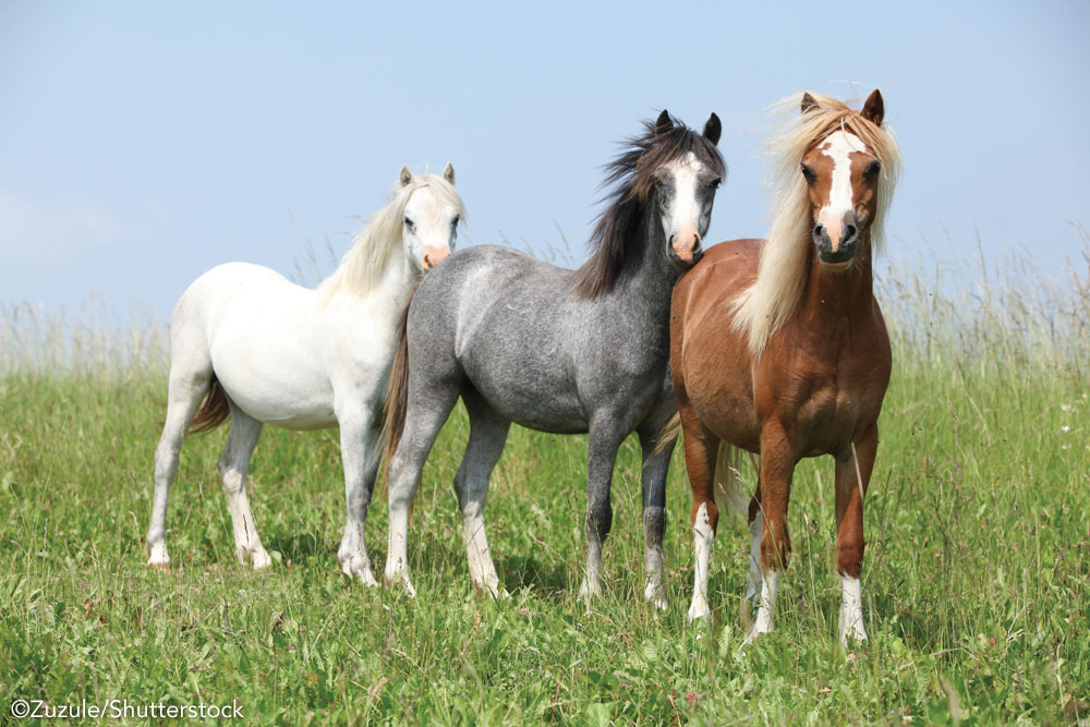 Three ponies