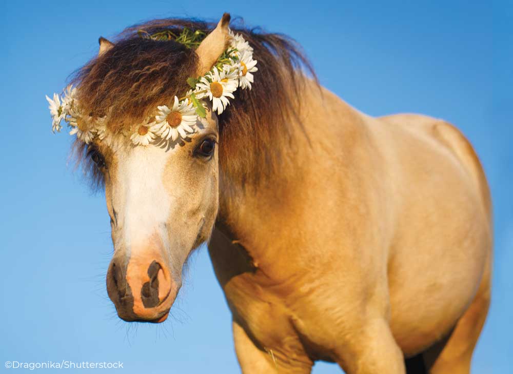 4 Tips for Spring Horse Health Care