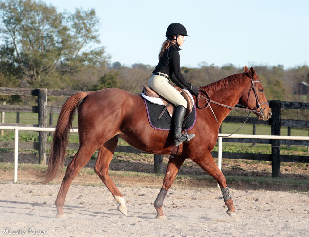 Rider in the down phase of the posting trot