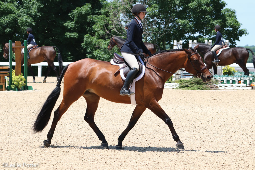 Hunt seat rider at a horse show riding at a trot on the flat.