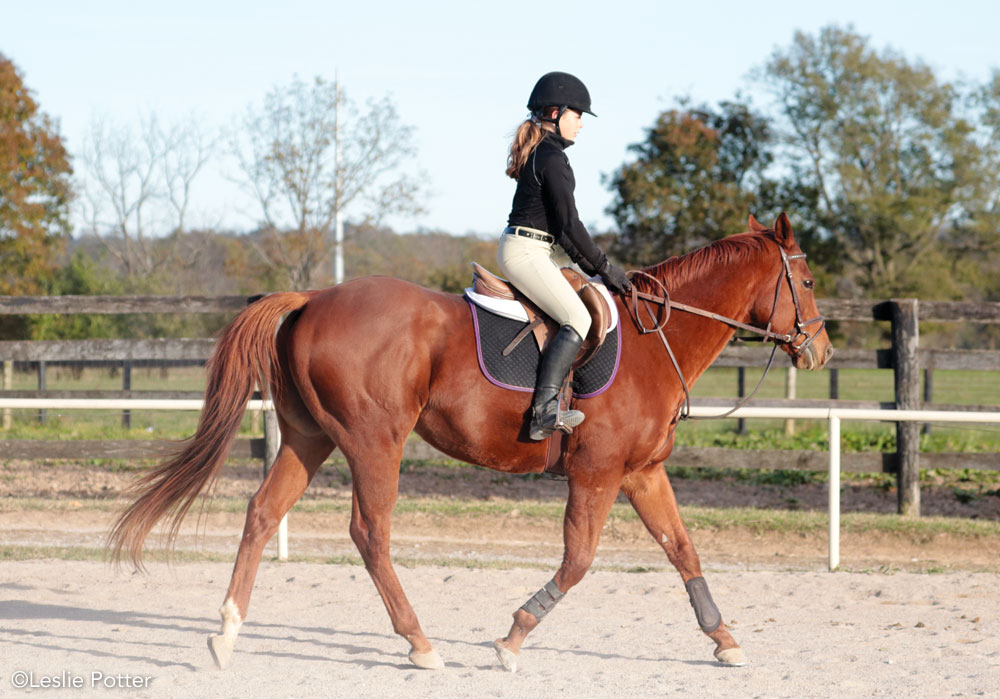 Rider posting at the trot