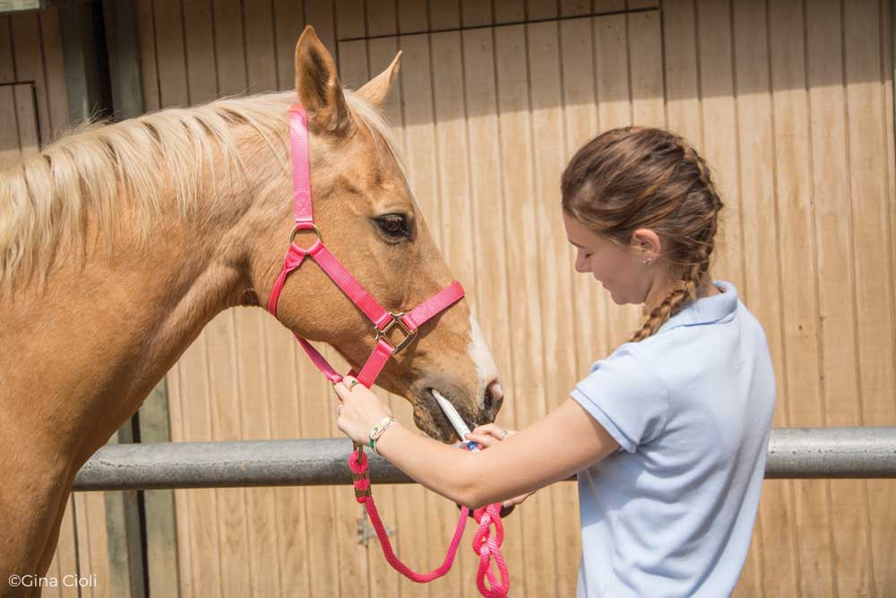 Deworming a horse