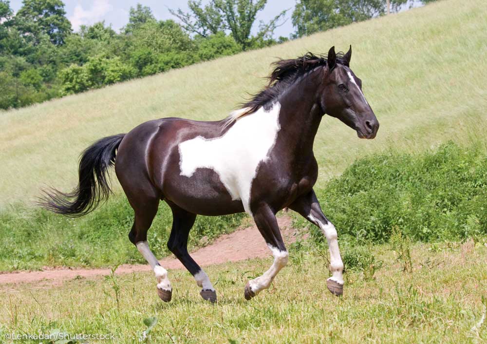 Black and white pinto horse cantering in a field