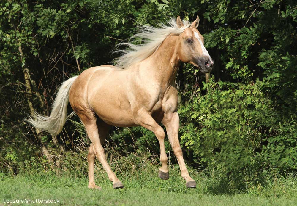 Palomino horse cantering in a field.
