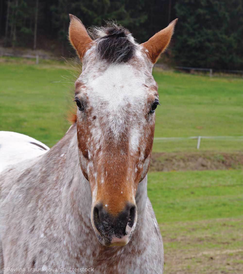 The grump horse