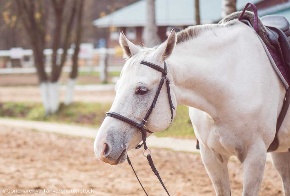 Mr. Lazy Slowpoke Horse