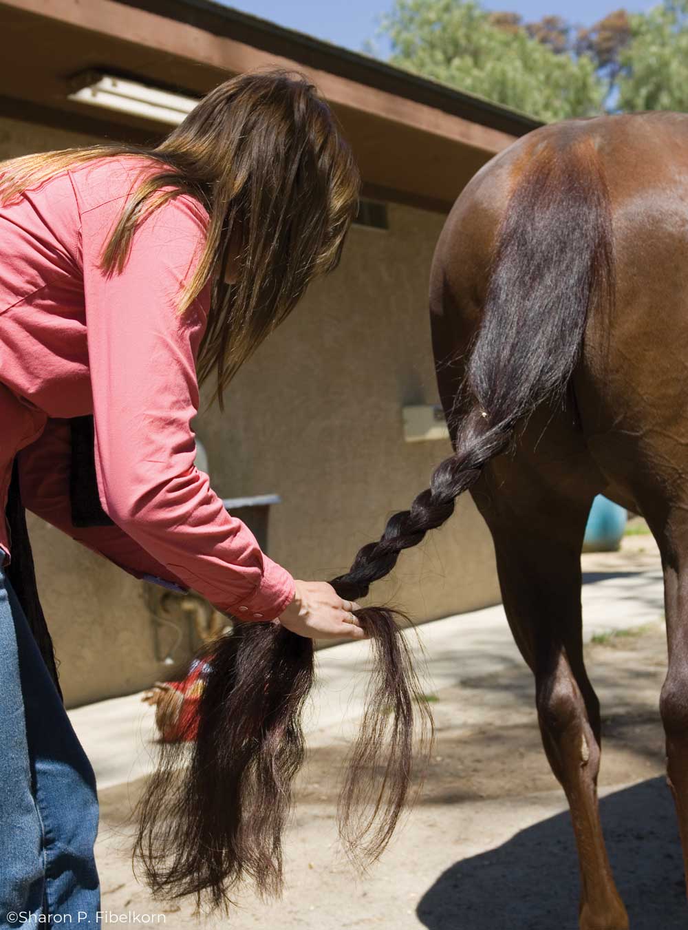 Braiding a horse's tail for maintenance
